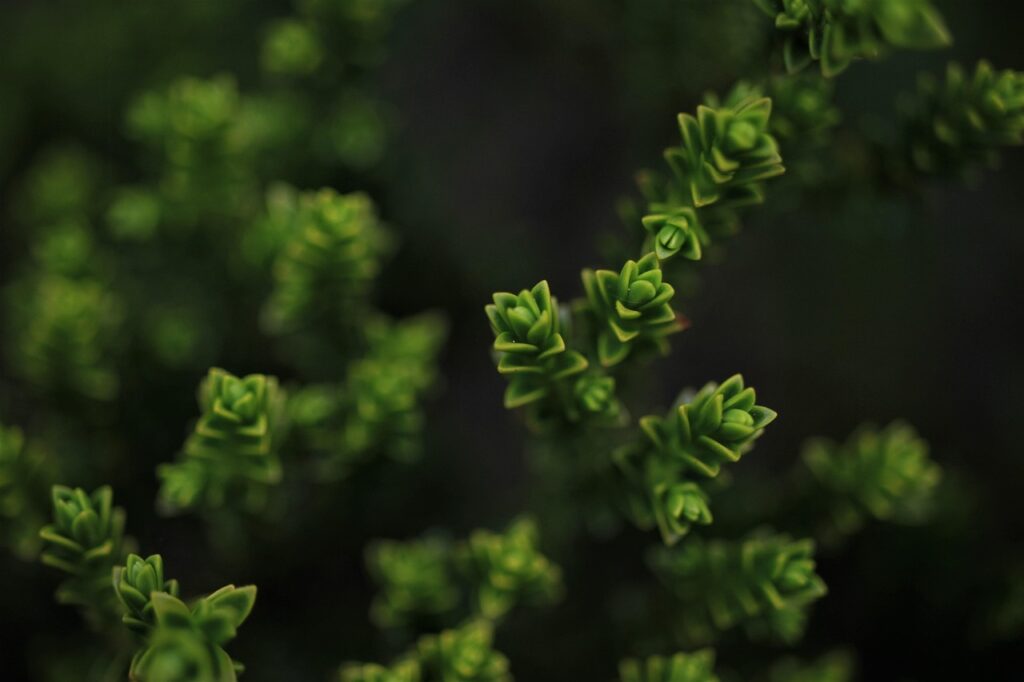 green, flower wallpaper, shrub, nature, evergreen, beautiful flowers, flower background, what is the, garden, plant, leaves, flower