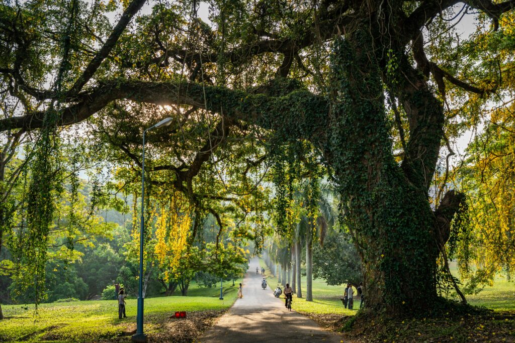Person walking in a green park under trees
