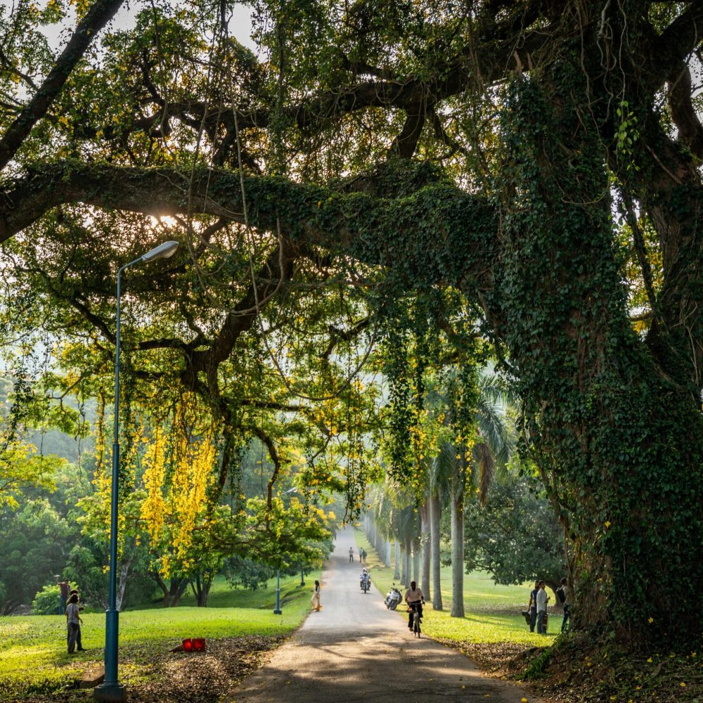 Person walking in a green park under trees